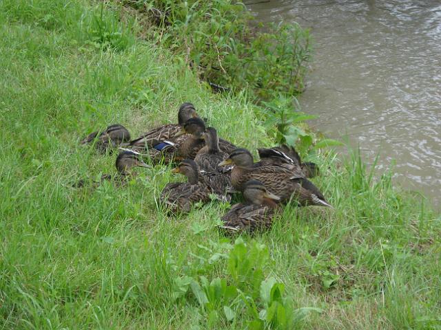 40 Entenfamilie am Radweg.JPG